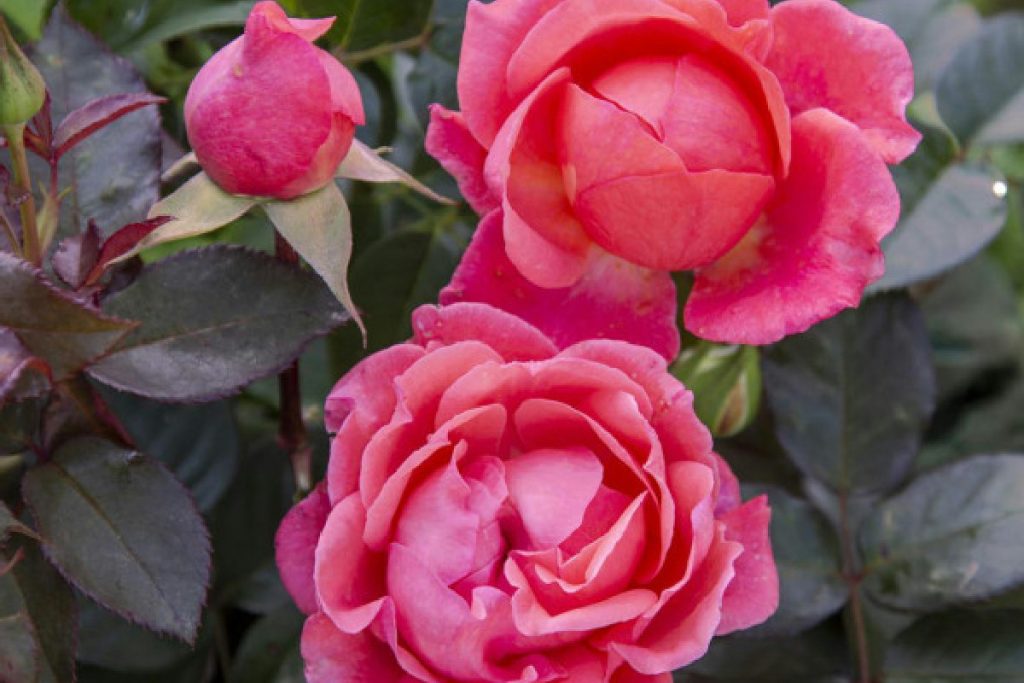 Rosa giapponese: bellezza irresistibile in giardino, ma attenzione a dove la metti: cosa rischi