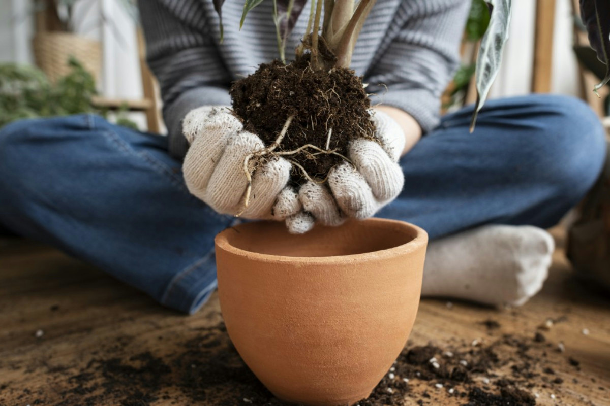Vasi extralarge? Le tue piante rischiano molto più di quanto immagini: cosa accade alle radici